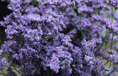 limonium