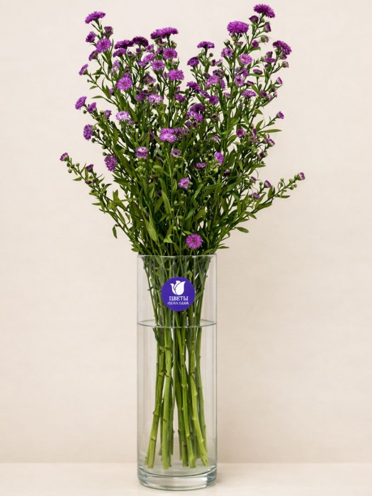 aster