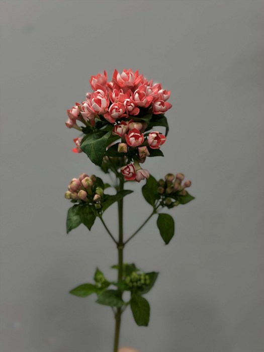 buvariya