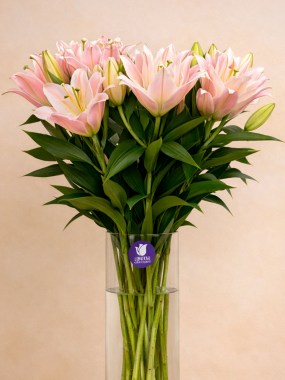 lilij-pion
