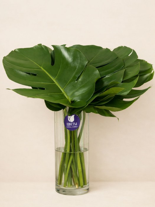 monstera