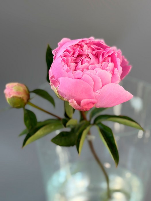 pion