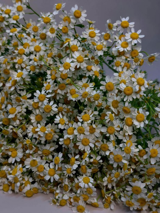 tanacetum2